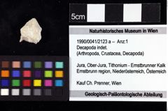 Foto (Objket + Etiketten) von Decapoda indet. 